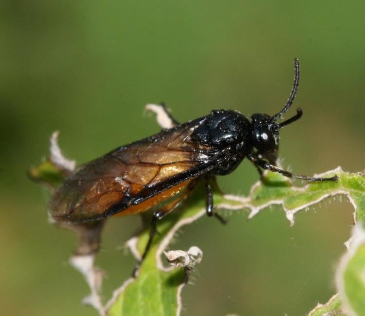 Arge pagana Large Rose Sawfly Arge pagana NatureSpot