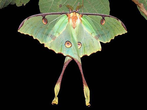 Argema mimosae Argema mimosae m1 Argema mimosae African Luna moth attra Flickr