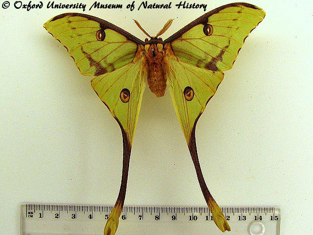 Argema mimosae Argema mimosae African Moths