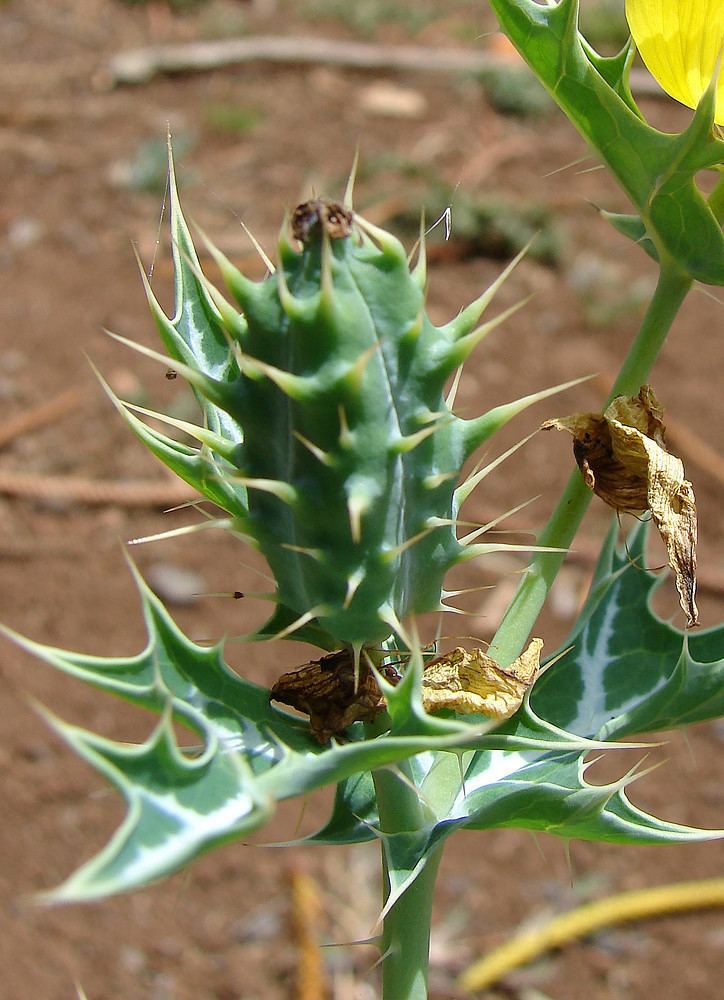 Argemone Argemone mexicana Mexican pricklypoppy Go Botany