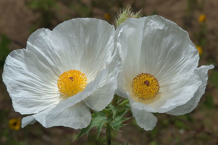 Argemone albiflora White poppy search in pictures