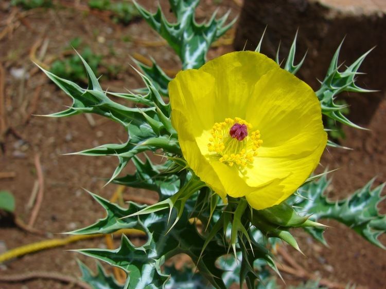 Argemone Benefits Of Prickly Poppy Argemone Mexicana For Health Tips