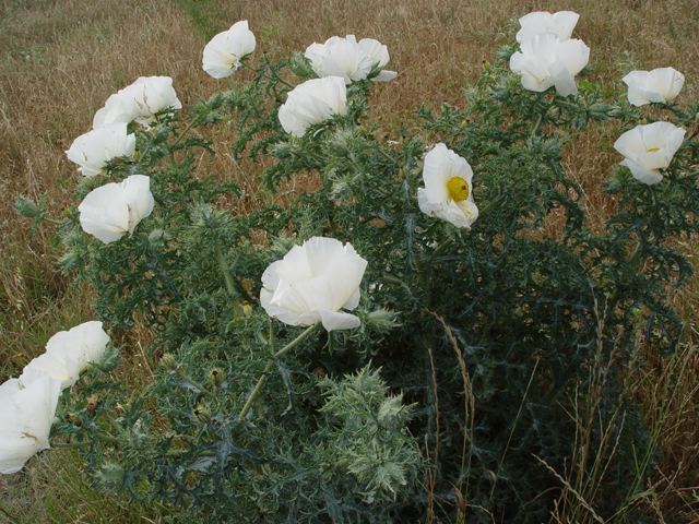 Argemone polyanthemos Argemone polyanthemos Annual pricklepoppy NPIN