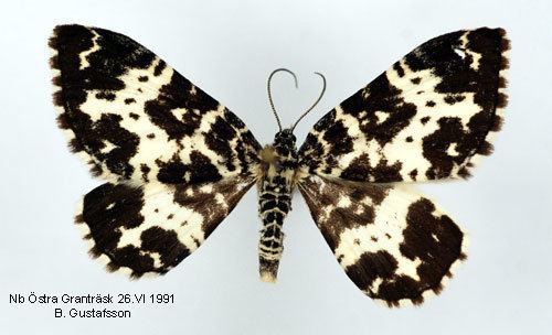 Argent and sable Rheumaptera hastata Insecta Lepidoptera Geometridae