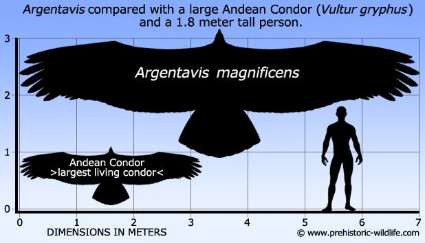 Argentavis - Alchetron, The Free Social Encyclopedia