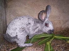 Argente rabbit httpsuploadwikimediaorgwikipediacommonsthu