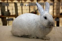 Argente rabbit Argente Bleu Rabbit