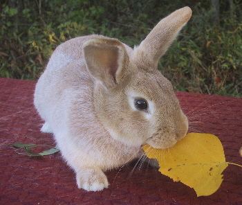 Argente rabbit Creme D39 Argent Rabbits USA Rabbit Breeders