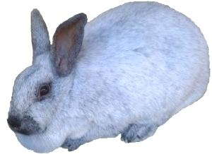 Argente rabbit Champagne D39 Argent Rabbits USA Rabbit Breeders