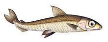Argentina (fish) httpsuploadwikimediaorgwikipediacommonsthu