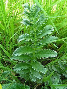 Argentina (plant) httpsuploadwikimediaorgwikipediacommonsthu