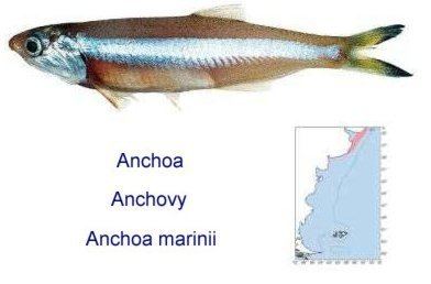 Argentine anchoita img21foodcom20110609product1306504660213jpg