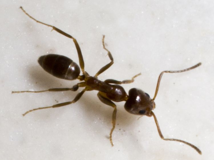 Argentine ant Argentine Ants Argentine Ant Pest Control Information