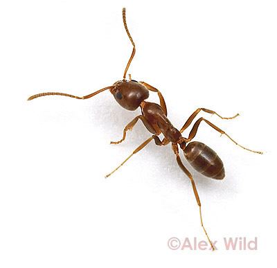 Argentine ant How to Identify the Argentine Ant Linepithema humile Myrmecos Blog