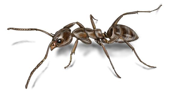 Argentine ant Argentine Ants Argentine Ant Control amp Identification Orkincom