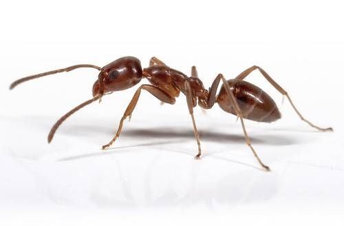 Argentine ant Argentine ants 9 of the world39s largest animal swarms MNN