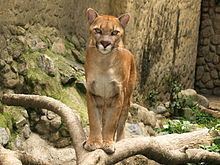 Argentine cougar httpsuploadwikimediaorgwikipediacommonsthu