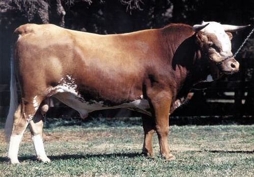 Argentine Criollo cattle