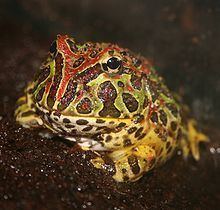 Argentine horned frog httpsuploadwikimediaorgwikipediacommonsthu