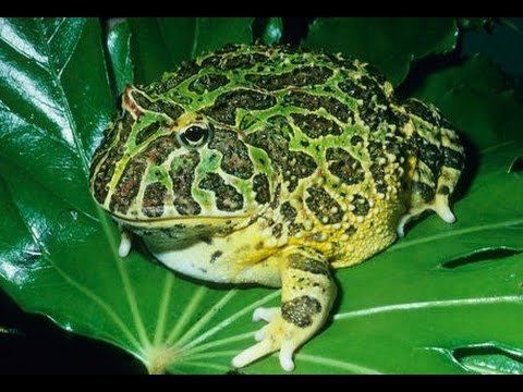 Argentine horned frog Argentine Horned Frog Ceratophrys ornata YouTube