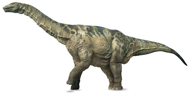 Argentinosaurus Argentinosaurus Argentinosaurus Facts DK Find Out