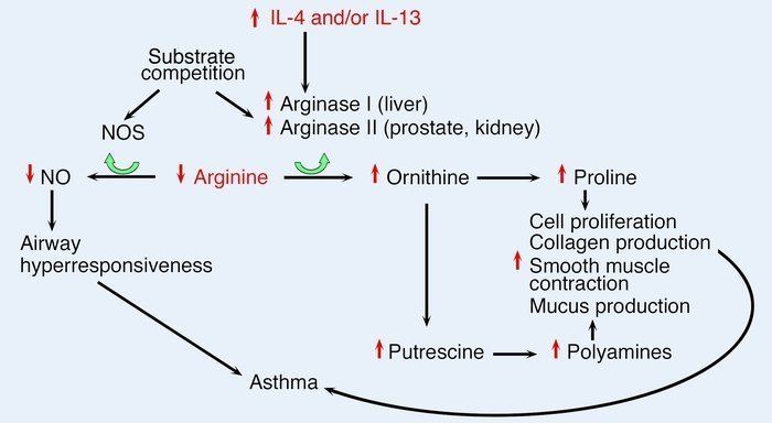 Arginase JCI Arginase marker effector or candidate gene for asthma