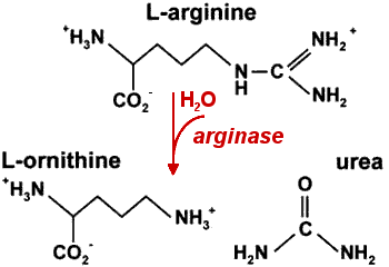 Arginase Arginase lt Arginine Basic Amino ltlt Basic Amino Acids ltltlt Charged