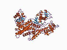 Arginine—tRNA ligase httpsuploadwikimediaorgwikipediacommonsthu