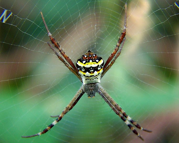 Argiope anasuja Spider Argiope anasuja Thorell Macro Shot of a Colorfu Flickr