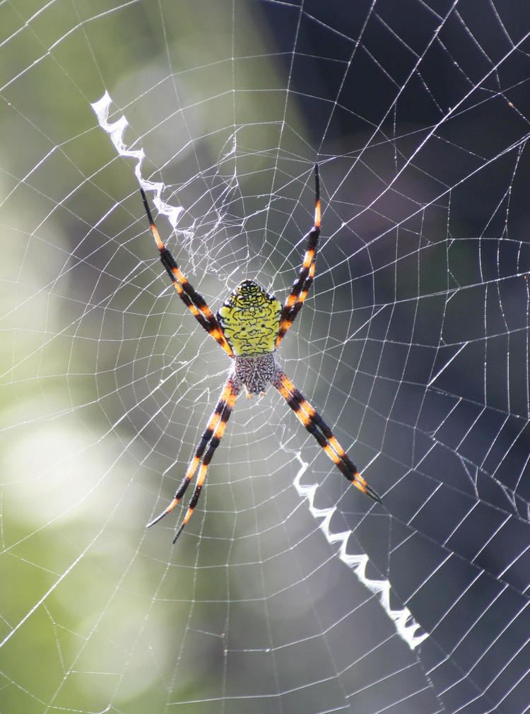 Argiope appensa Spiders at Spiderzrule the best site in the world about spiders