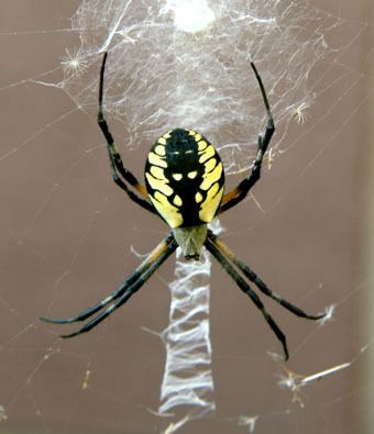 Argiope aurantia - Alchetron, The Free Social Encyclopedia