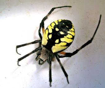 Argiope Aurantia - Alchetron, The Free Social Encyclopedia