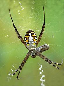 Argiope catenulata httpsuploadwikimediaorgwikipediacommonsthu