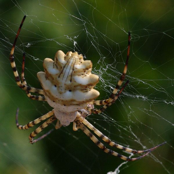 Argiope lobata Spiders at Spiderzrule the best site in the world about spiders
