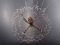 Argiope mascordi httpsuploadwikimediaorgwikipediacommonsthu