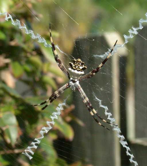 Argiope (spider) ednieuwhomexs4allnlSpidersArgiopesUSArgiope
