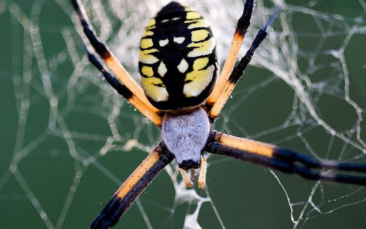 Argiope (spider) Black and Yellow Argiope Spider Brooker Pest Control