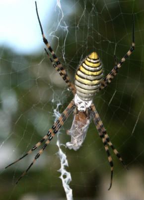 Argiope (spider) Spiders at Spiderzrule the best site in the world about spiders