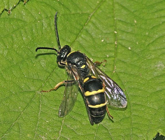 Argogorytes Woodland and Hedgerow solitary wasps