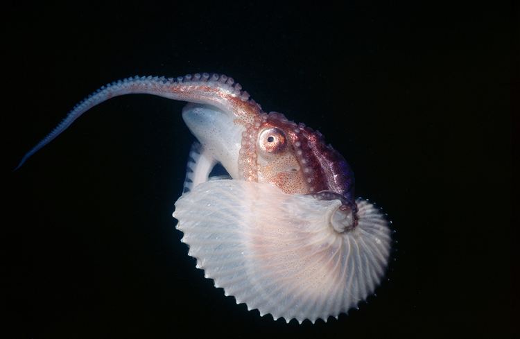 Argonaut (animal) Absurd Creature of the Week The Beautiful Octopus Whose Sex Is All