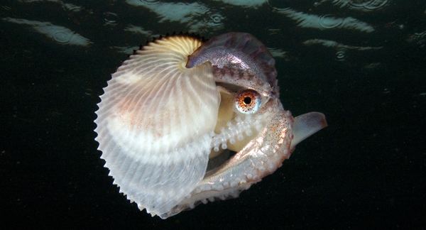 Argonaut (animal) Scientists solve millenniaold mystery about the argonaut octopus