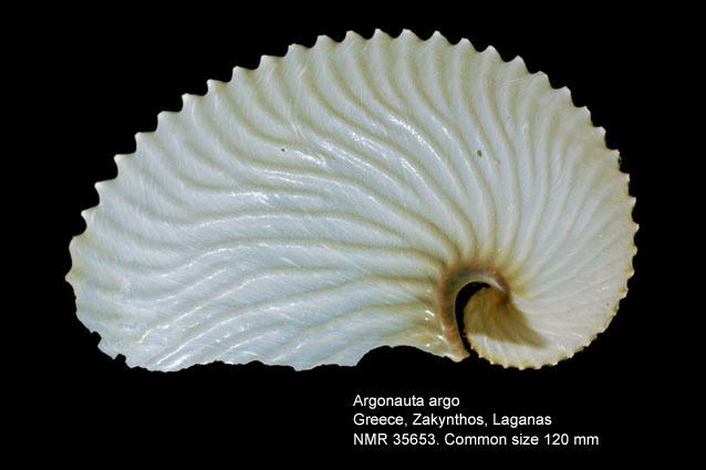 Argonauta argo HomeNATURAL HISTORY MUSEUM ROTTERDAM Mollusca Cephalopoda