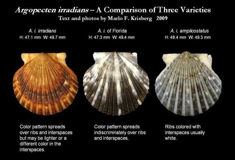Argopecten Let39s Talk Seashells gt Argopecten irradians irradians Lamarck 1819