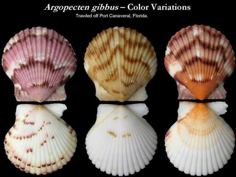 Argopecten gibbus Let39s Talk Seashells gt Argopecten gibbus Linneaus 1758