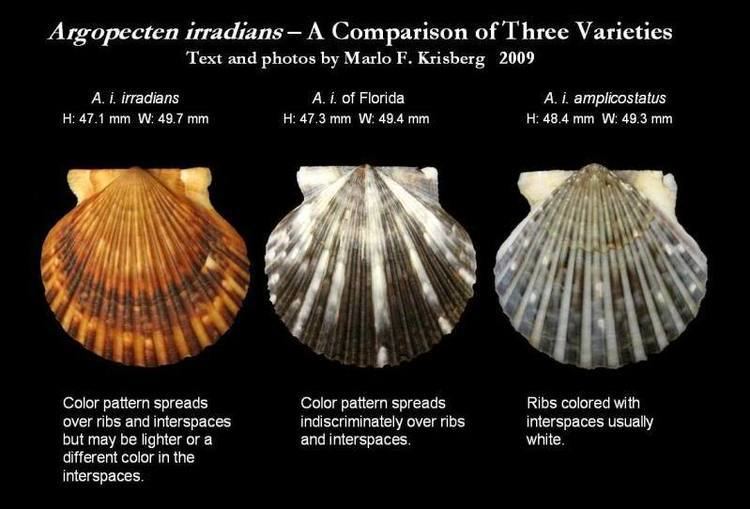 Argopecten irradians Argopecten irradians of Florida Let39s Talk Seashells