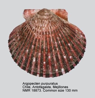 Argopecten purpuratus WoRMS Photogallery
