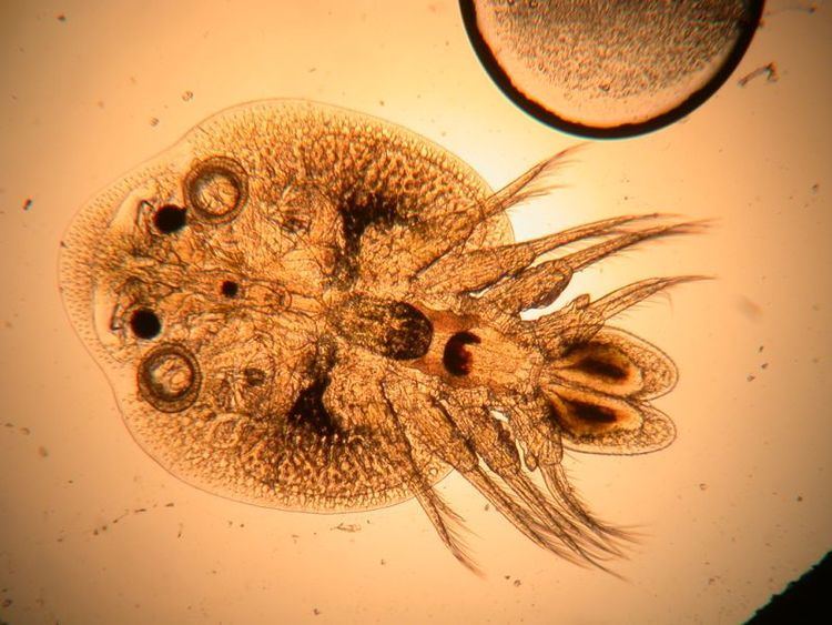 Argulidae wwwphytoplanktoninfocdinhaltArgulusbigimgds