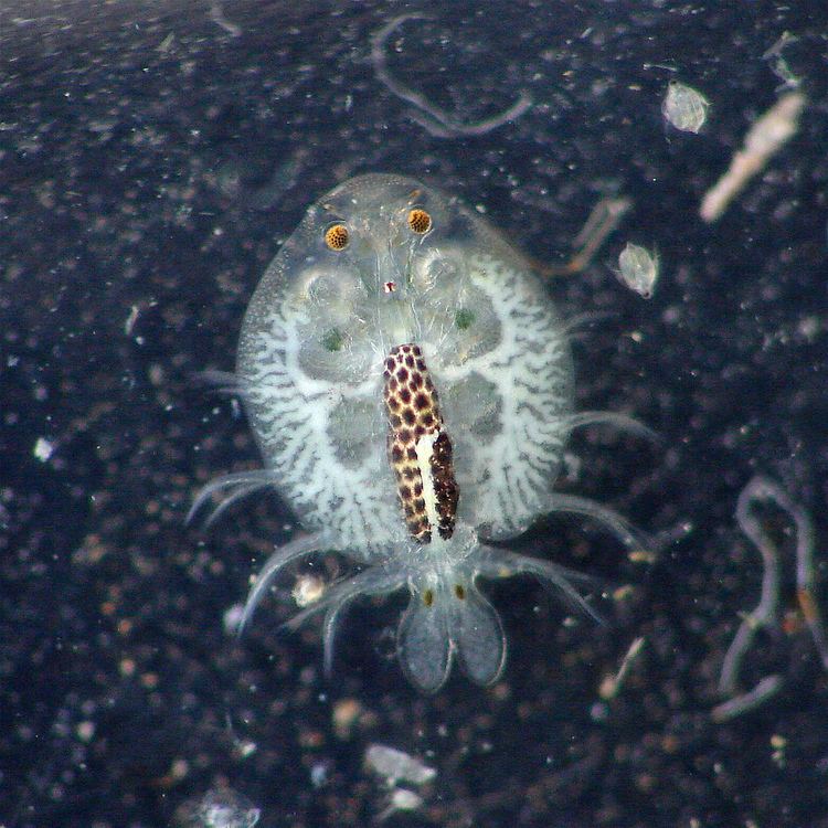 Argulus foliaceus Karperluis Argulus foliaceus Fish louse only 4x3 mm LO Flickr