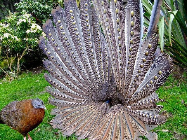 Argus (bird) Great Argus Pheasant Argusianus argus Peter Stubbs Flickr
