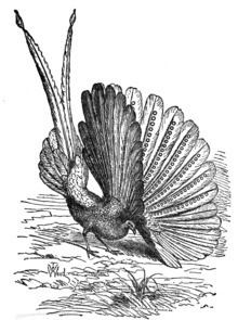 Argus (bird) httpsuploadwikimediaorgwikipediacommonsthu